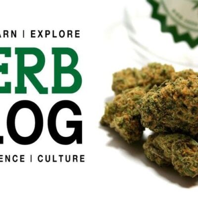 Hollywood High Grade